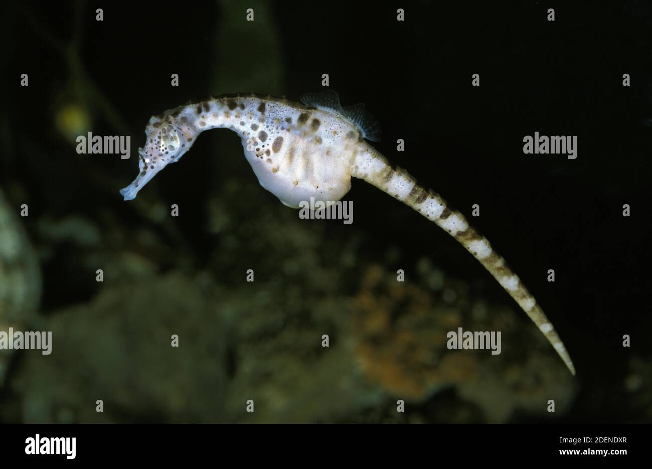 Big Bellied Seahorse, hippocampus abdominalis, Adult Stock Photo
