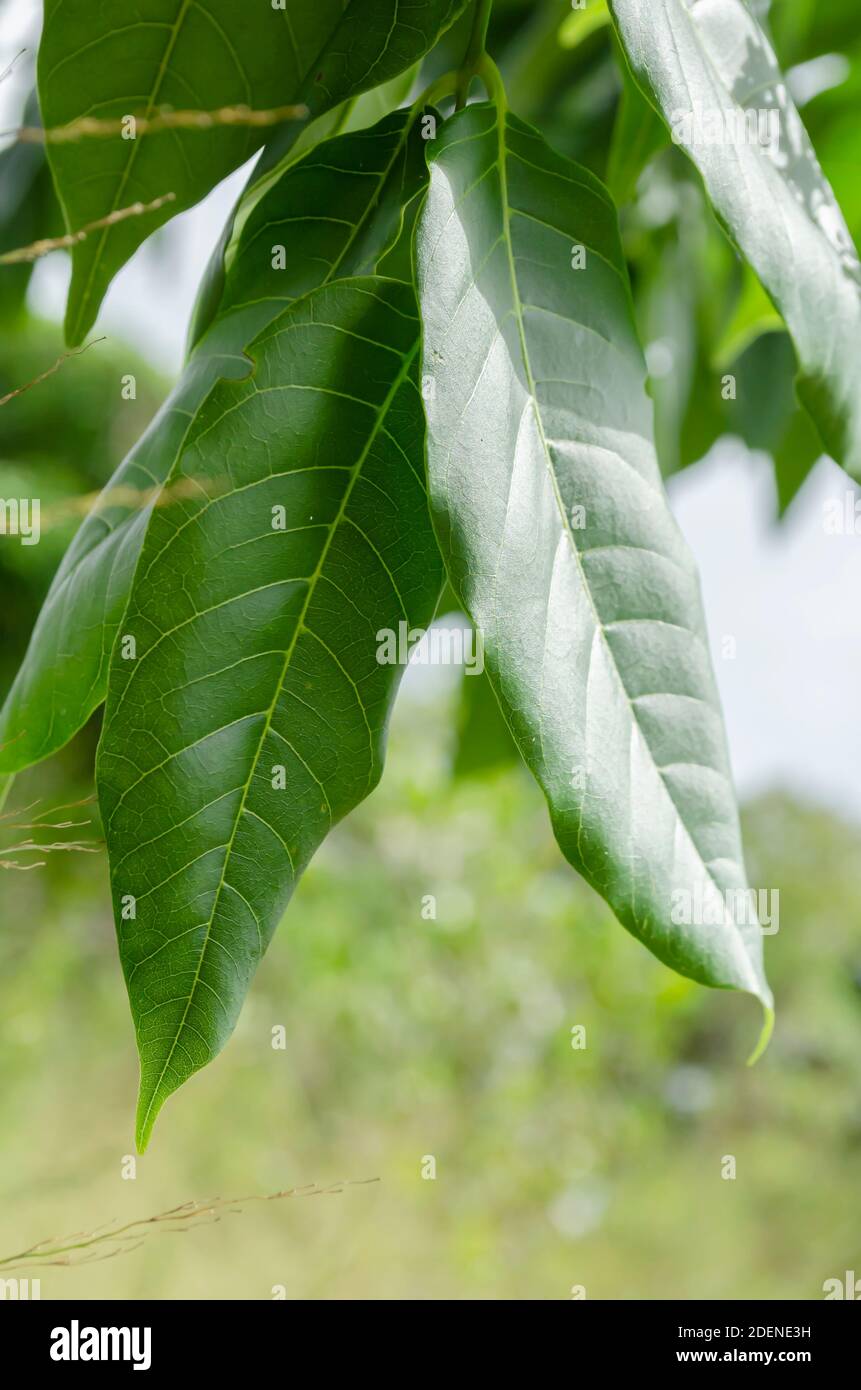 Closeup Of Cedar Tree Leaves On Tree Stock Photo
