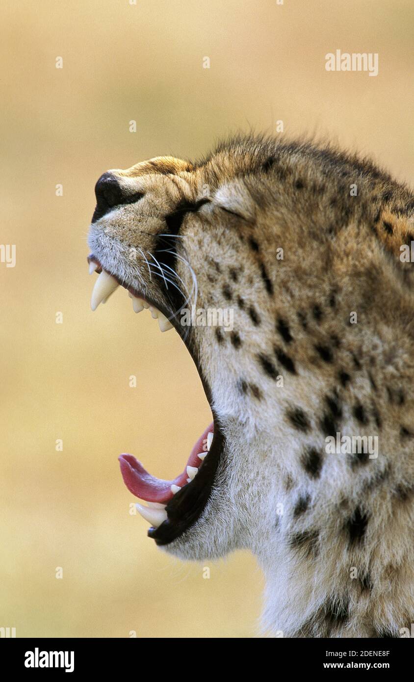 Cheetah tooth hi-res stock photography and images - Alamy