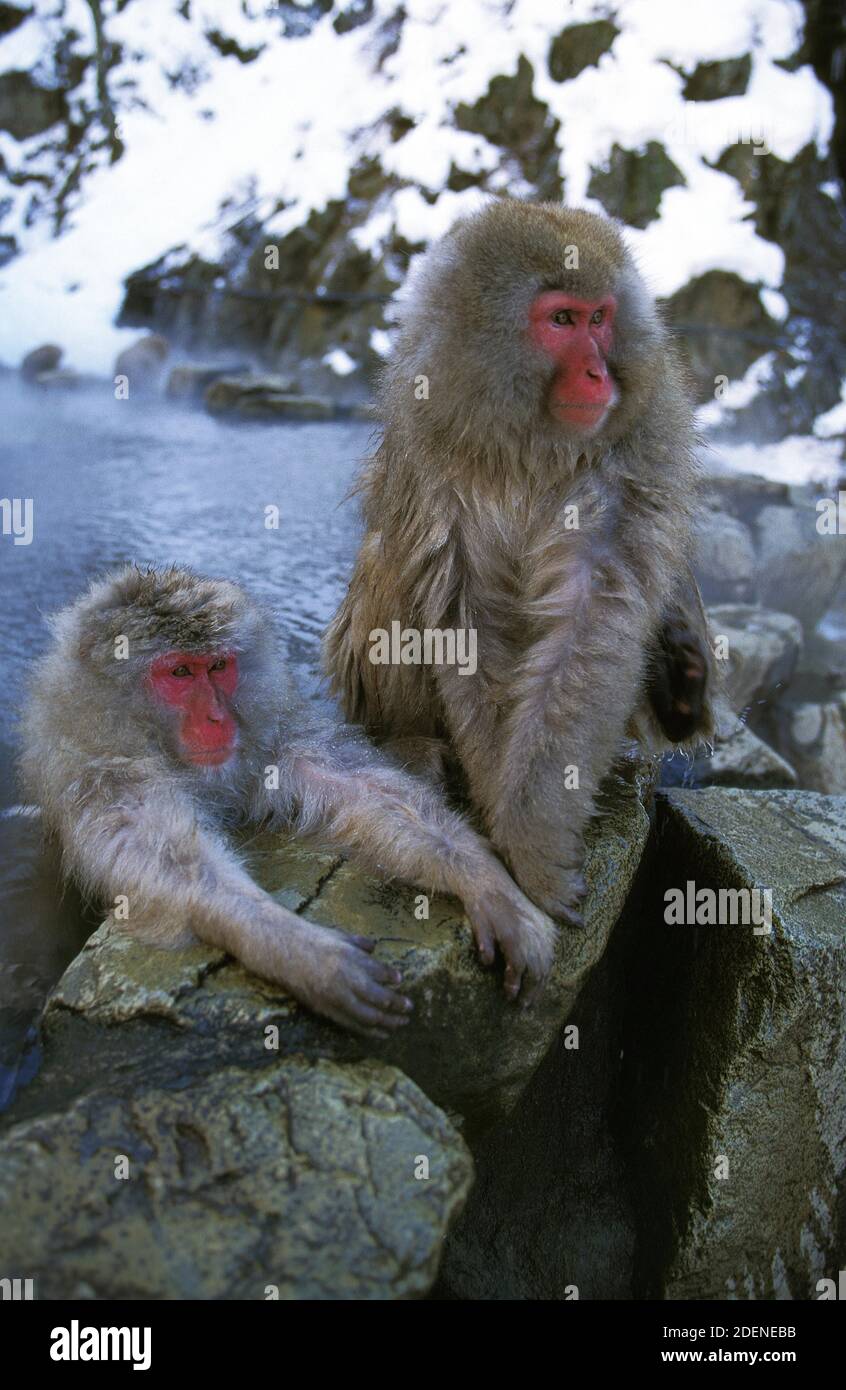 Japanese Macaque, macaca fuscata, Adults soaking in Hot Spring ...
