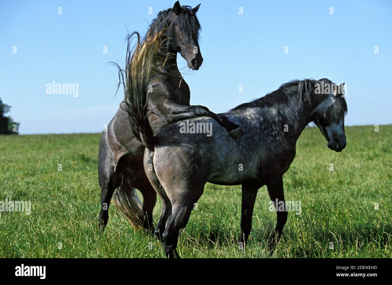 Mare and stallion mating hires stock photography and images Alamy
