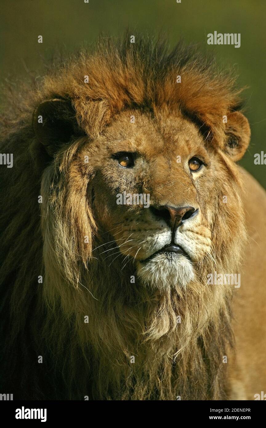 African Lion, panthera leo, Portrait of Male Stock Photo - Alamy