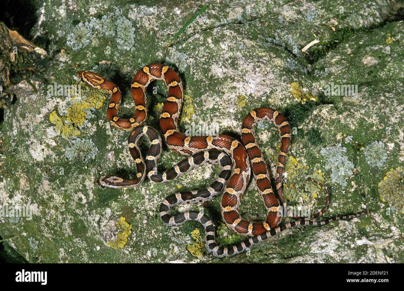 Photo inspiration: Fresh Look at Corn Snake Elaphe Guttata Adult Hi Res Stock Photography And
