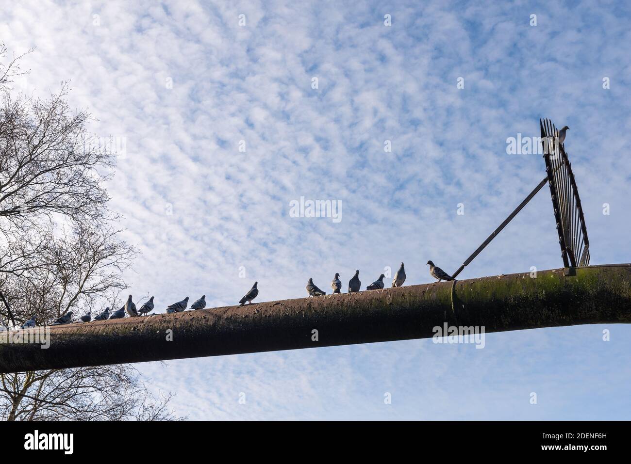 Pigeons resting on a high pressure gas pipeline crossing the Titford Canal in Oldbury, Sandwell, West Midlands Stock Photo