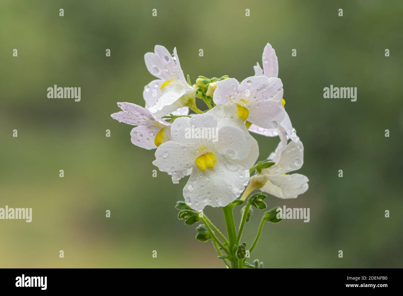 Macro shot of wisley vanilla nemesia flowers in bloom Stock Photo - Alamy