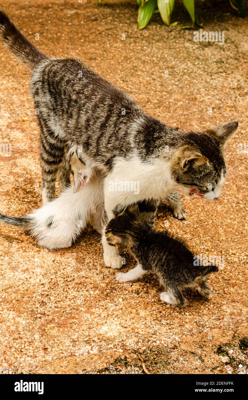 Kittens Reaching To Feed From Mother Cat Stock Photo Alamy