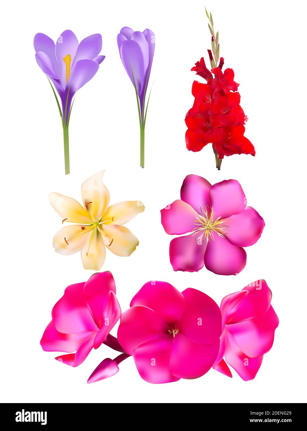 Flower SEt: Pink Phlox, Lily, Gladiolus, Clematis, Crocus Illustration Stock Photo