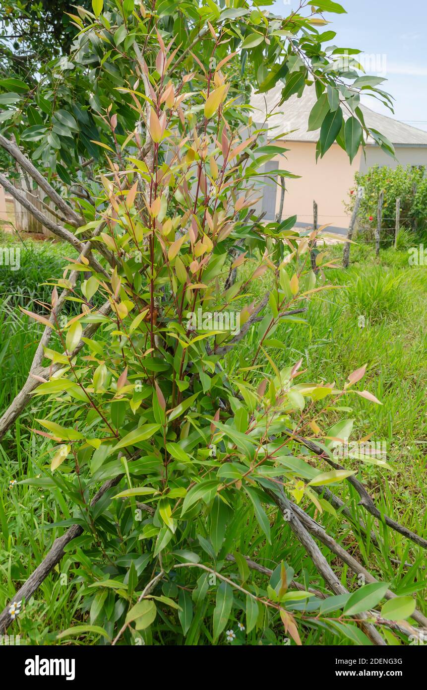 Sticks Supporting Young Jamun Plant Branches Stock Photo