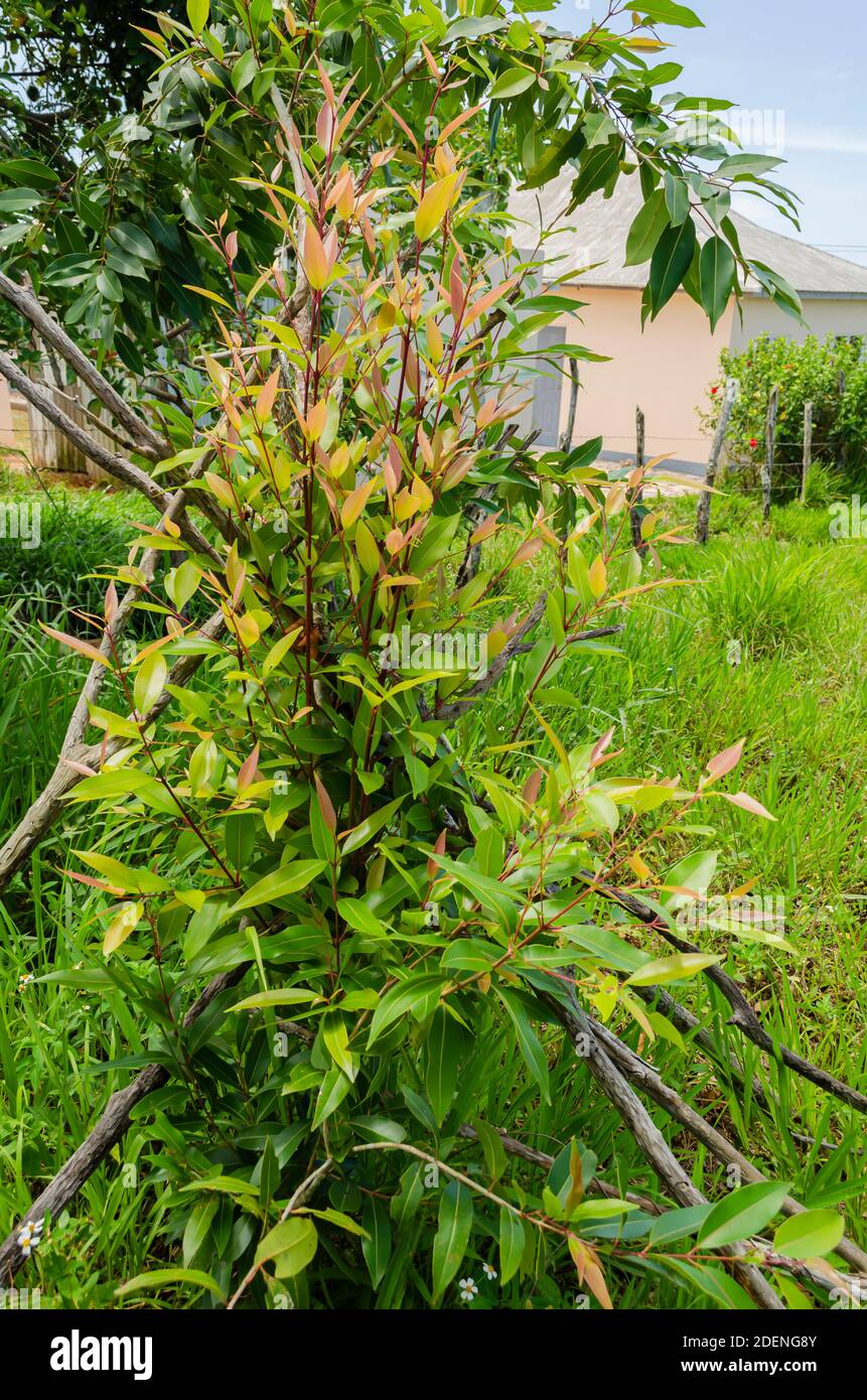 Sticks Supporting Young Jamun Plant Stock Photo