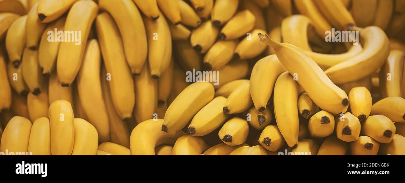 Delicious ripe yellow bananas are in the grocery store. Harvest of