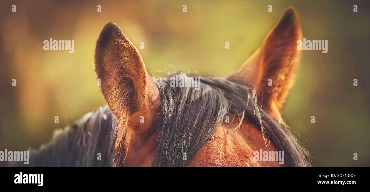 Beautiful fluffy ears of a Bay horse, illuminated by warm sunlight in the summer. Livestock. Wild horse. Stock Photo