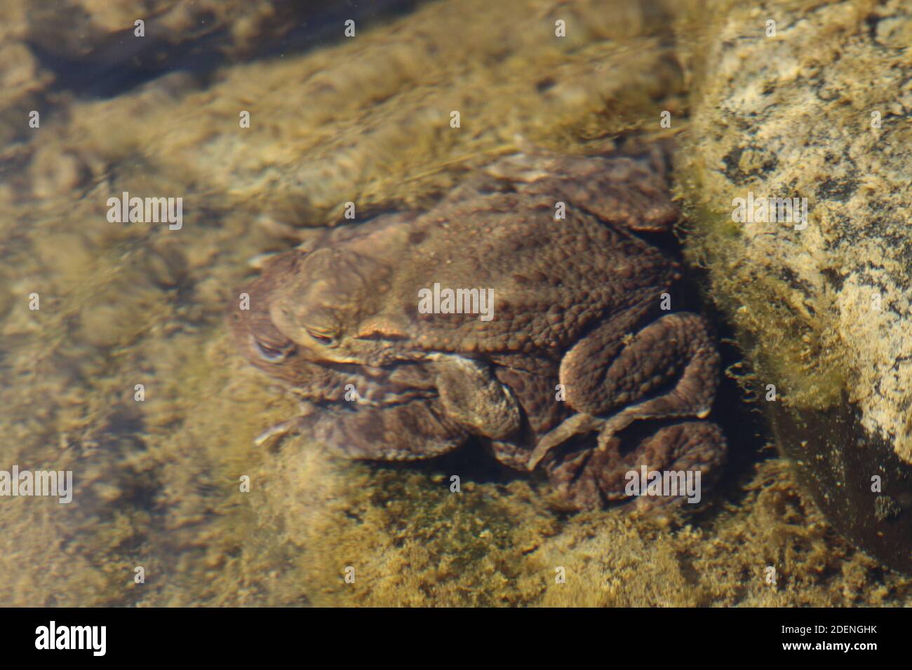Bufo bufo, Common Toads matting, posture, with small male locked onto female, these british amphibians are breeding in a slow flowing river bed. Stock Photo