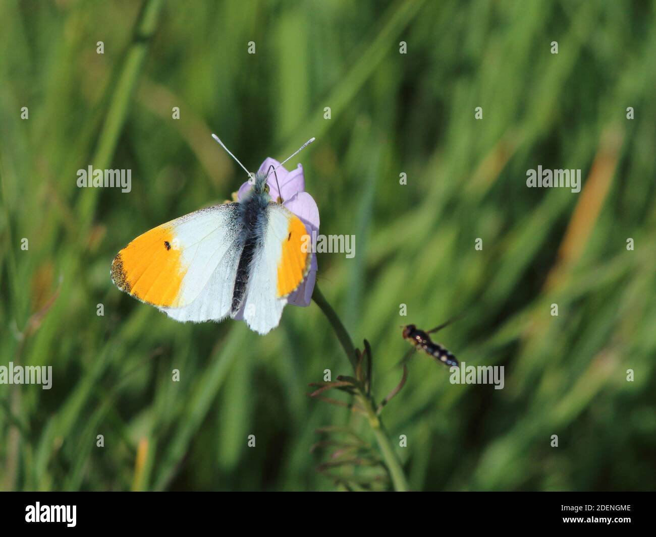 Orange tip Butterfly, Anthocharis cardamines feeding on a Milkmaid flower with a hoverfly coming into frame Stock Photo
