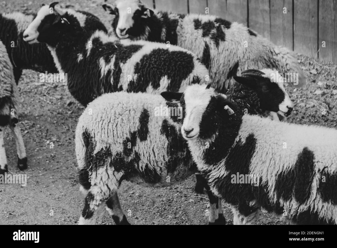 A group of black and white furry goats with horns looking on. Stock Photo