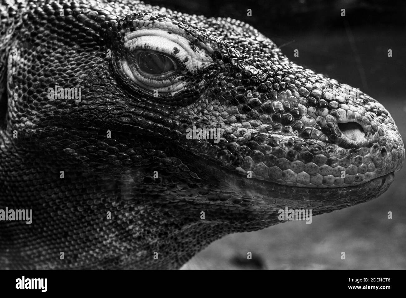 The serious gaze of a most deadly apex predator, the komodo dragon. Stock Photo