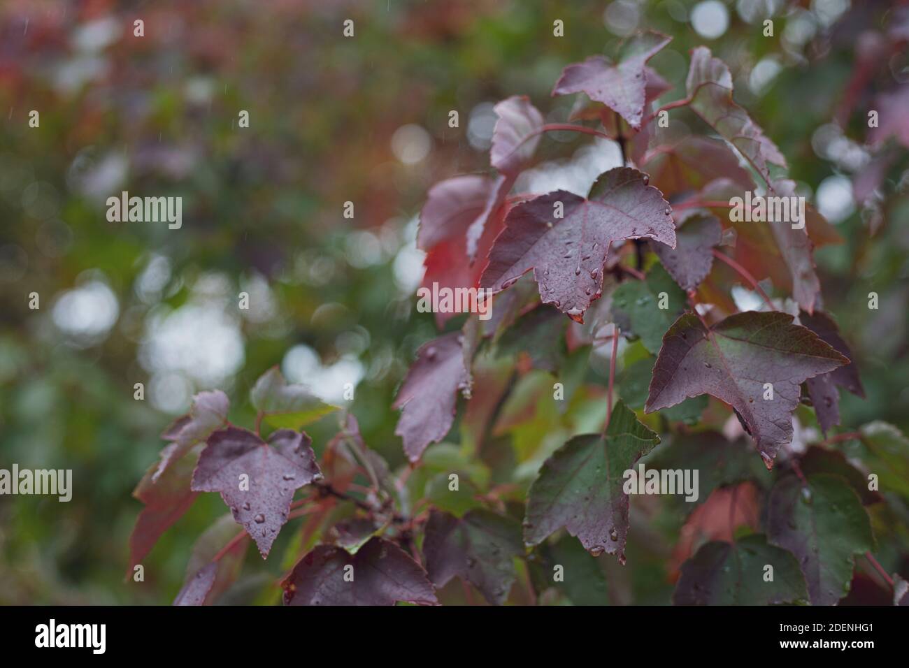 Close up of Fall leaves with water droplets on a rainy day. Stock Photo