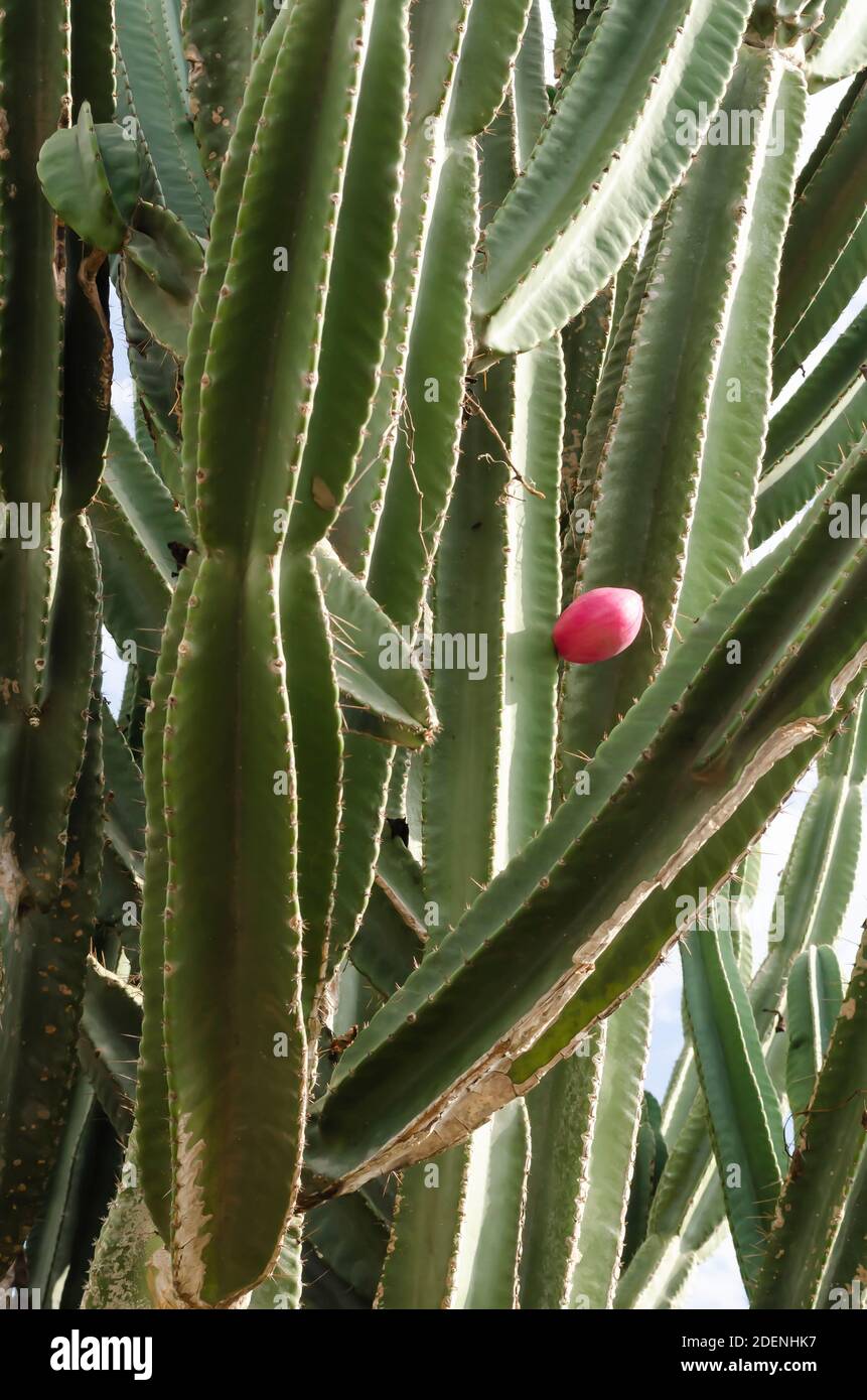 Red Peruvian Apple On Cactus Plant Stock Photo