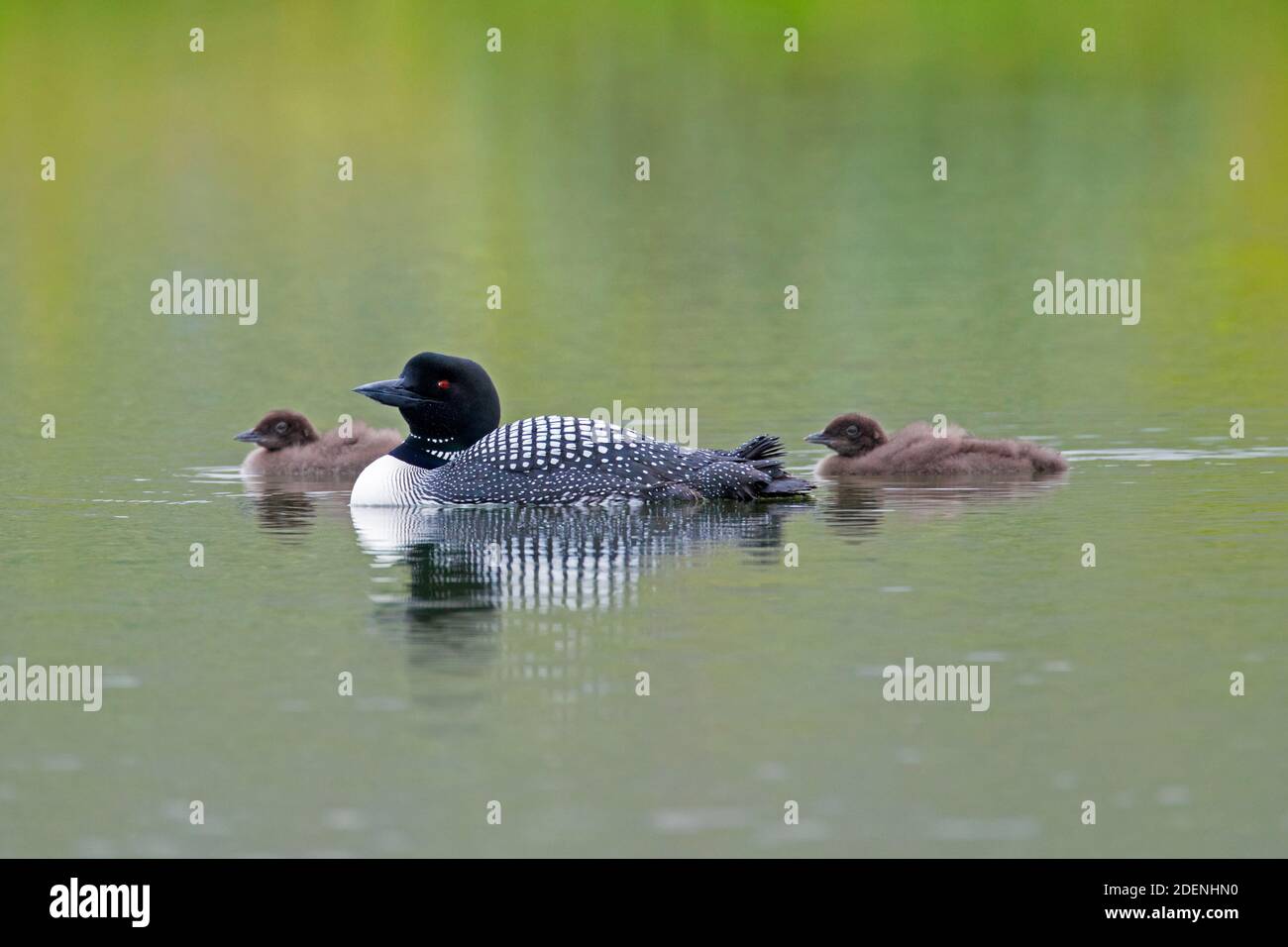 Common loon / great northern diver (Gavia immer) parent in breeding plumage swimming with two chicks in lake in summer Stock Photo