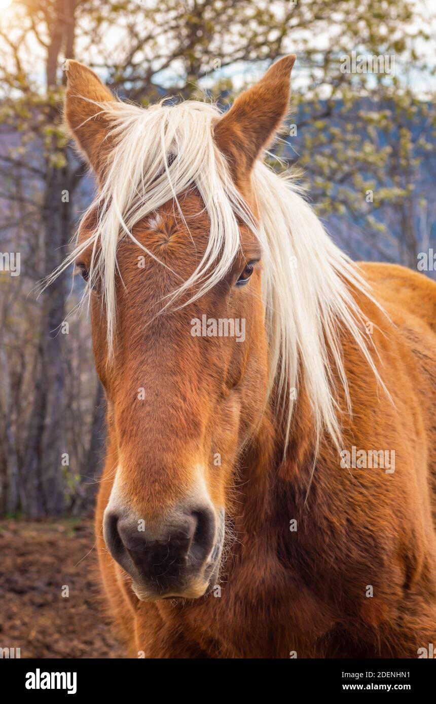 Horses of the Pyrenees running free in the mountains Stock Photo
