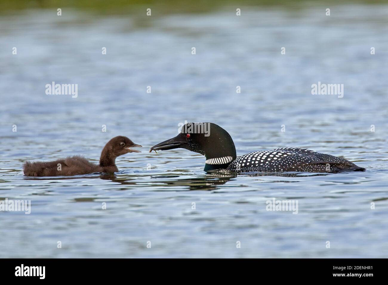 Common loon / great northern diver (Gavia immer) parent in breeding ...