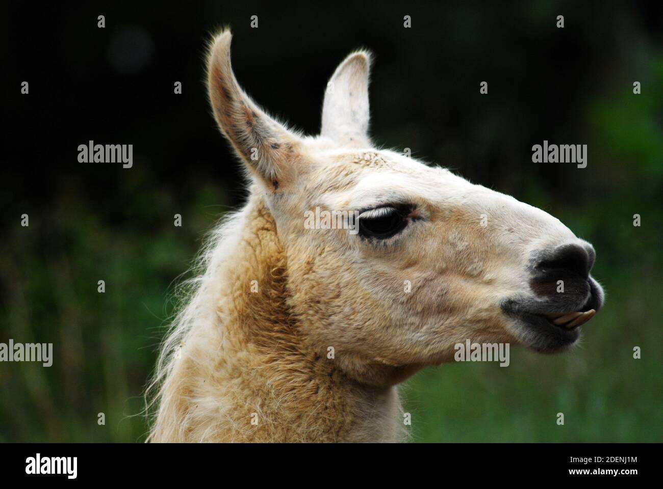 Llama (Lama glama) is a domesticated South American camelid, widely raised for wool, meat, and used as pack animal by South American Andean cultures. Stock Photo