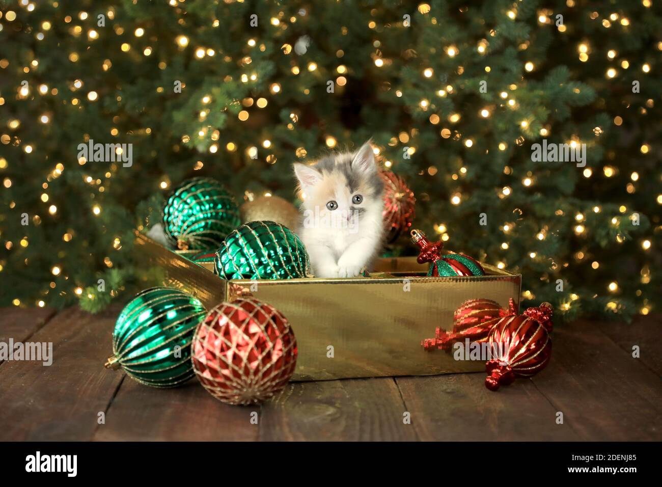Cute Curious Kitten in an Ornament Box For Christmas Stock Photo