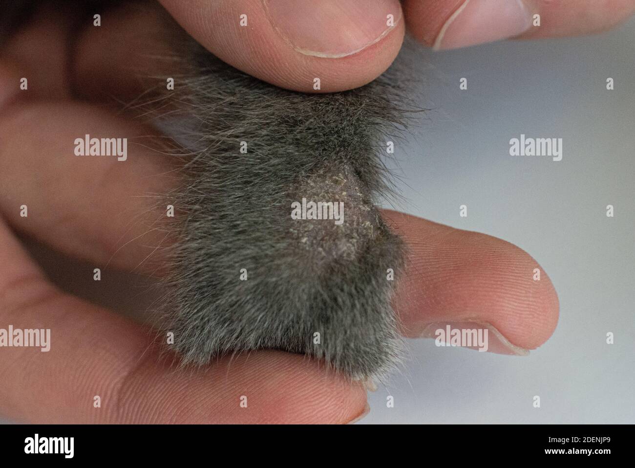 deprive closeup on the skin of a cat. Diseases of pets. Treatment of