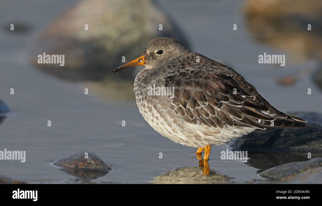 Purple sandpiper, Calidris maritima in winter plumage, standing in water Stock Photo