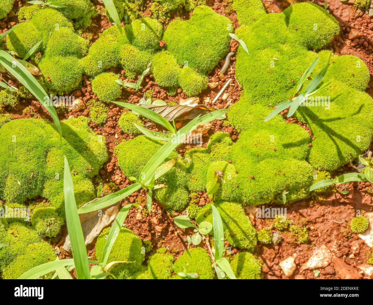 Moss Growing On the Ground Stock Photo