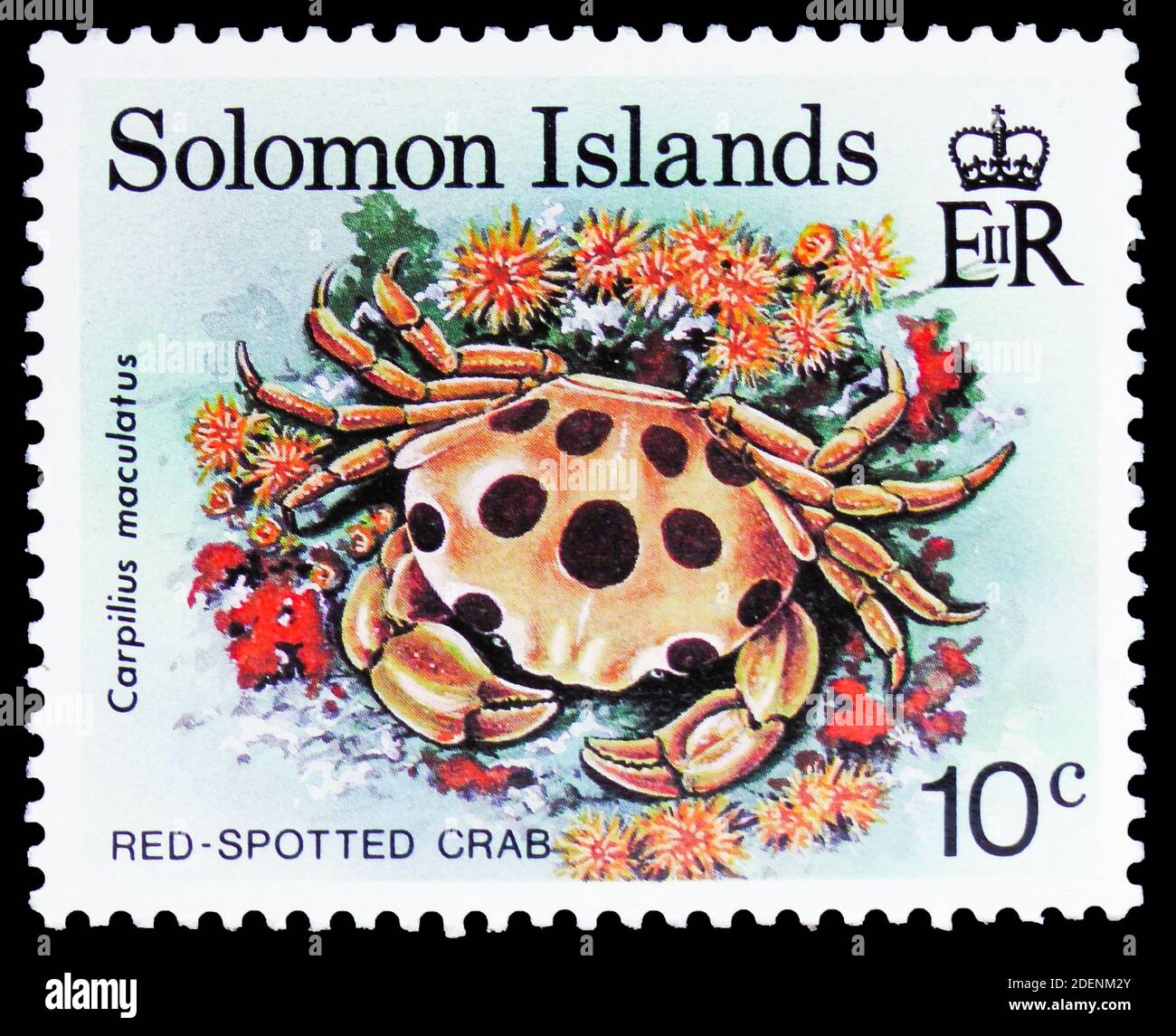 MOSCOW, RUSSIA - JUNE 28, 2020: Postage stamp printed in Solomon Islands shows Spotted Reef Crab (Carpilius maculatus), Crabs serie, circa 1993 Stock Photo