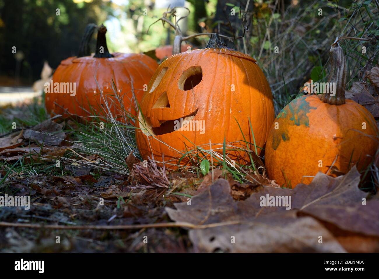 A trio of carved pumpkin jack-o-lanterns sit on the ground among fallen ...