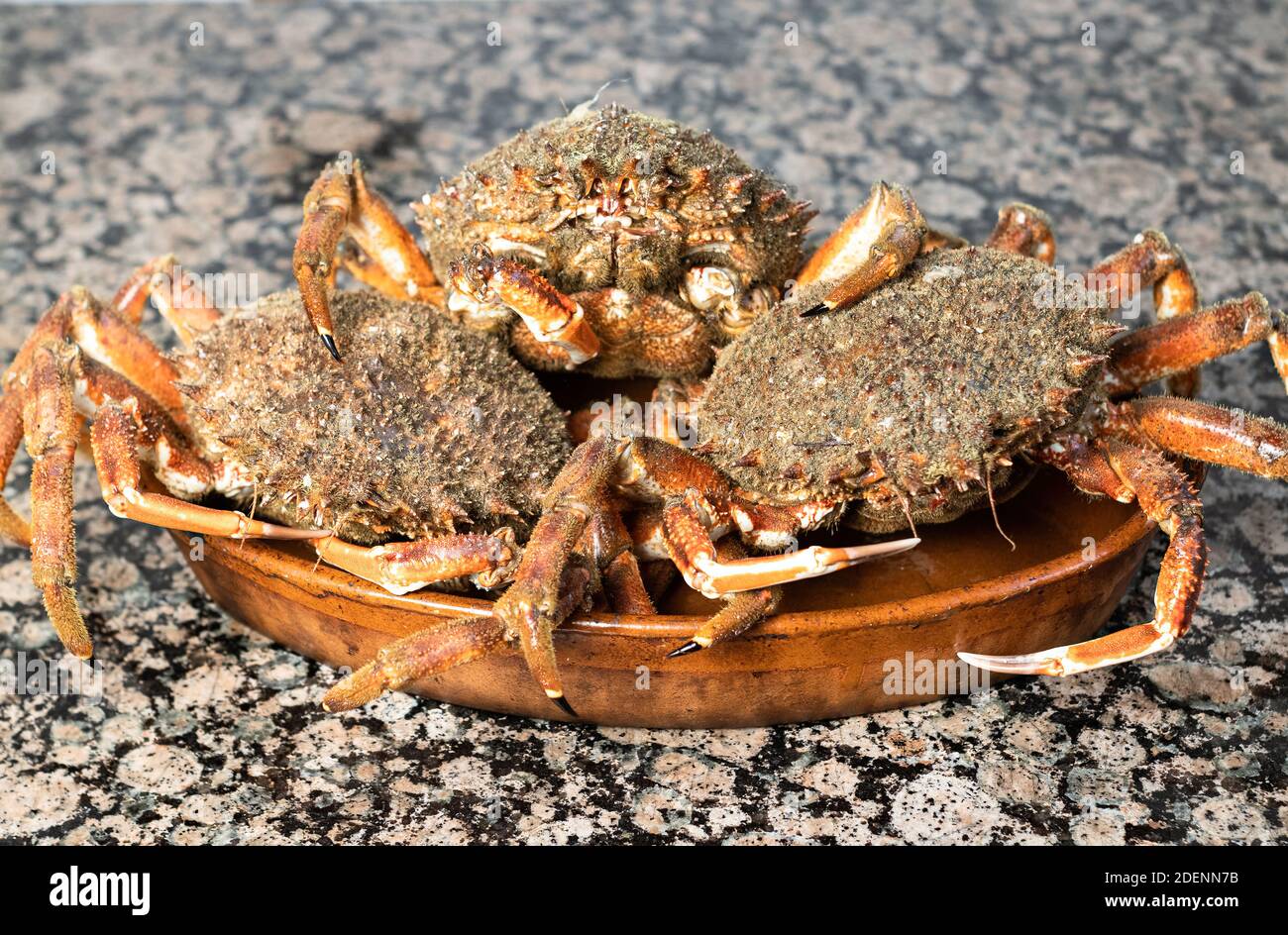 Close up fresh crabs clay hi-res stock photography and images - Alamy