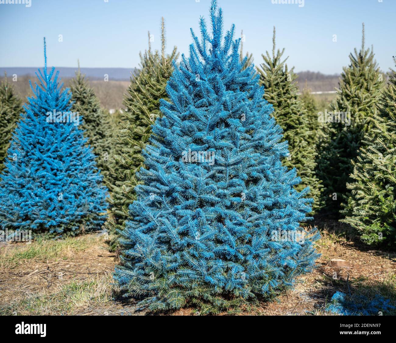 Bright blue painted Christmas  at Tree Farm. Stock Photo