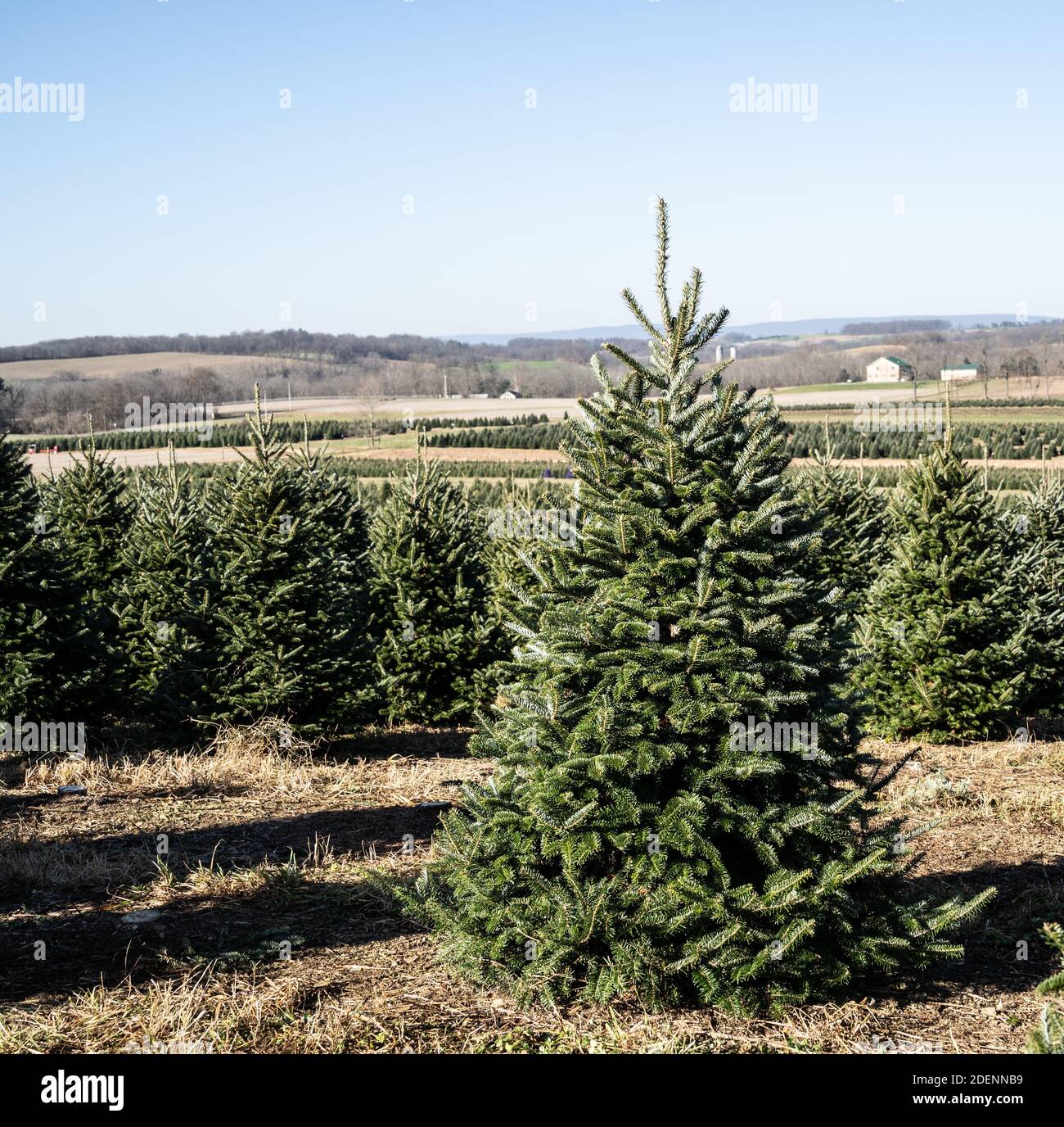 Beautiful Christmas tree in field at local tree farm. Stock Photo
