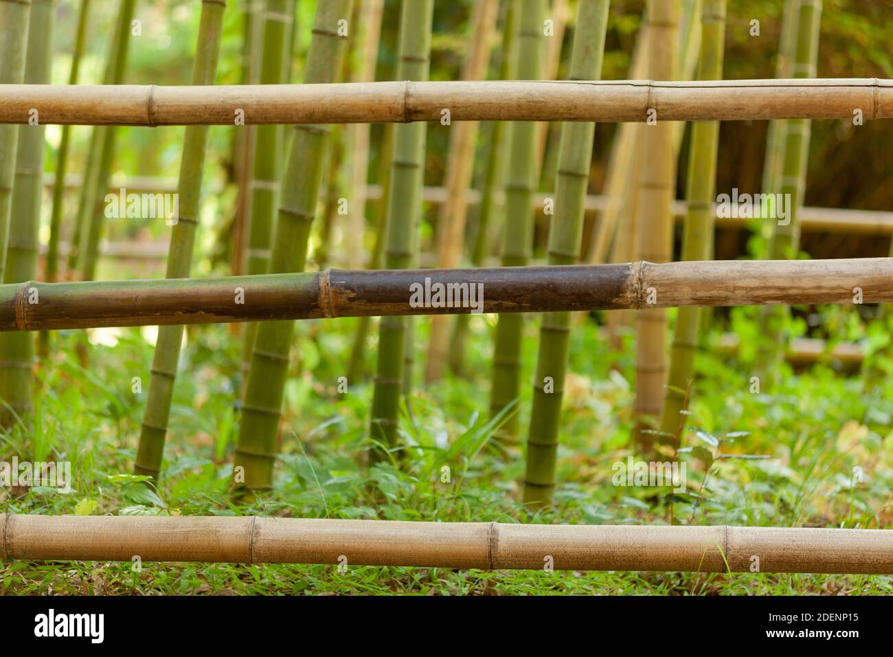 fence of thin bamboo Stock Photo