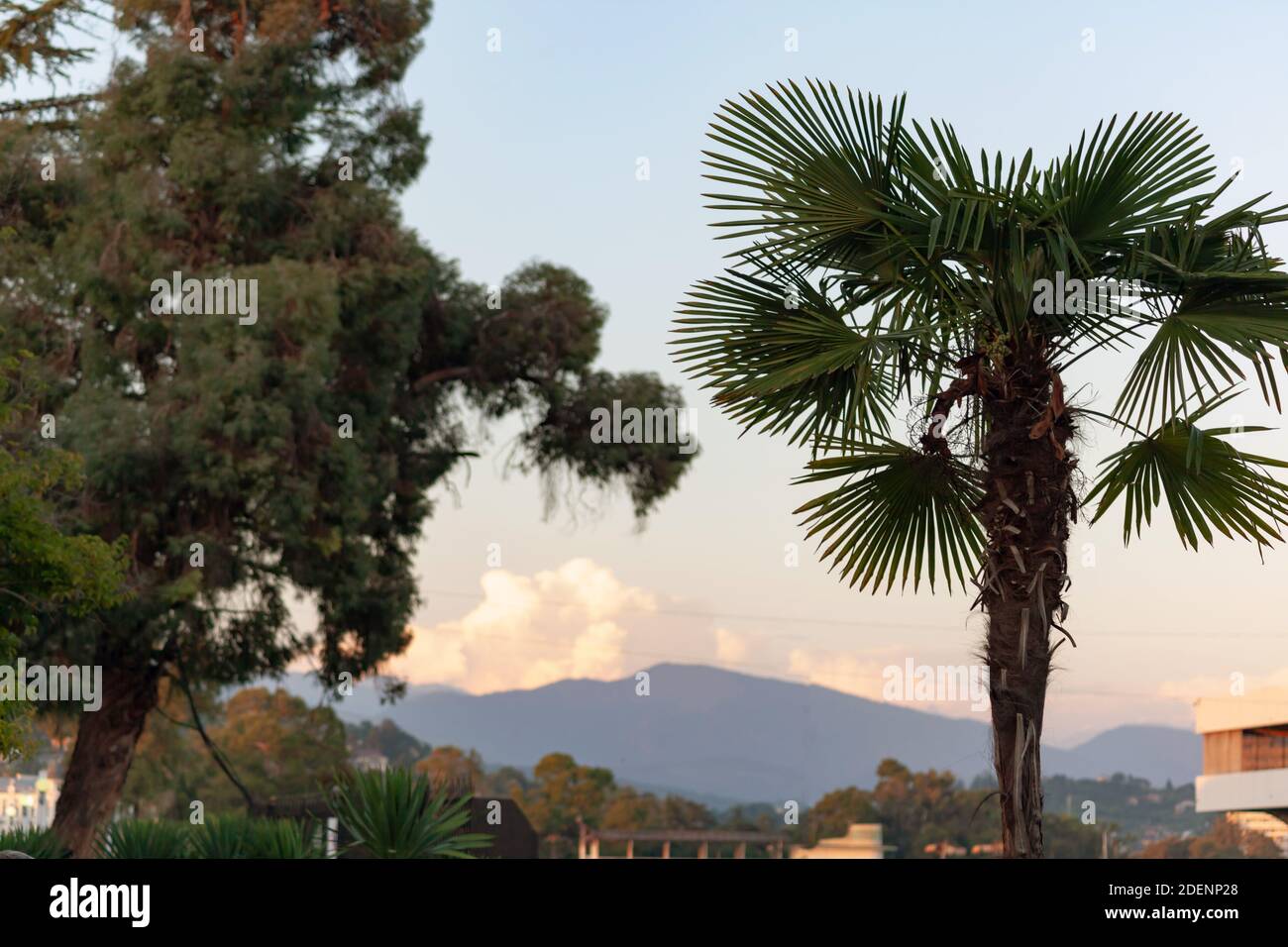 Palm and tree against the backdrop of the mountains Stock Photo