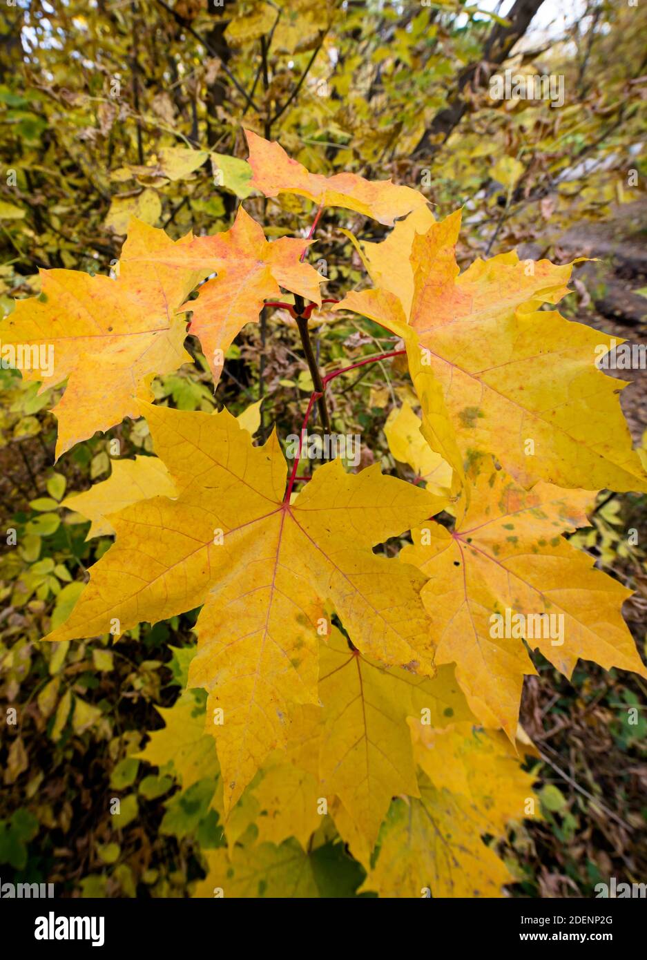 The turning yellow leaf of a maple in the fall outdoors. Macro Stock Photo  - Alamy, image size:937x1390