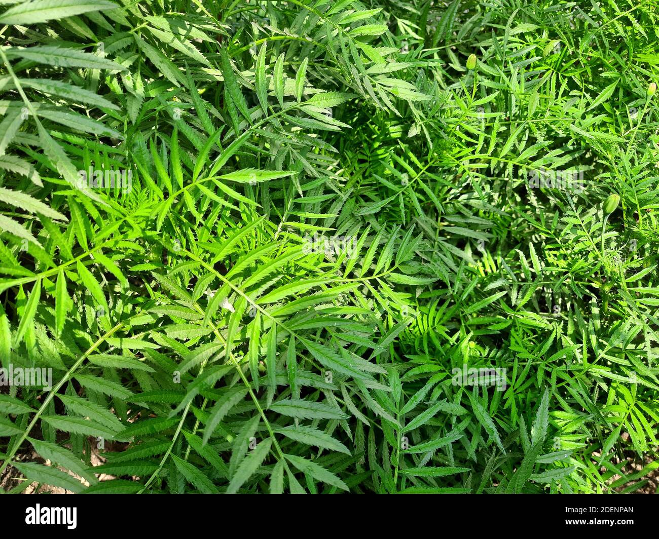 Green leaves hd wallpaper hi-res stock photography and images - Alamy