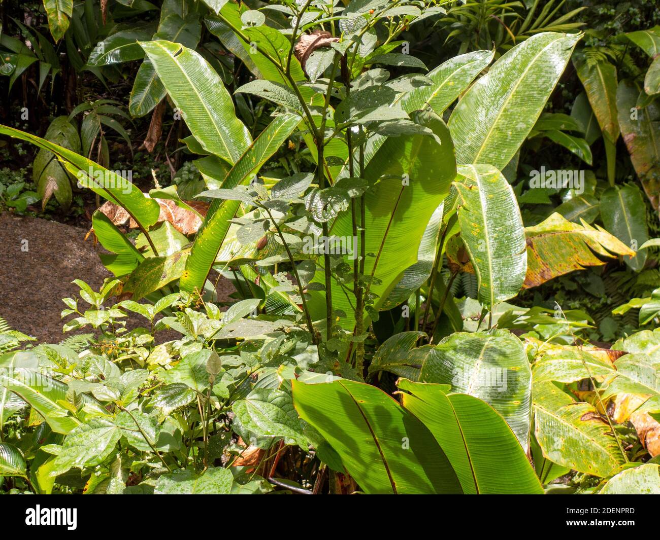 Hike through the rainforest of Costa Rica. Everything is green. Leaves and ferns of different plants can be seen on the ground. Stock Photo