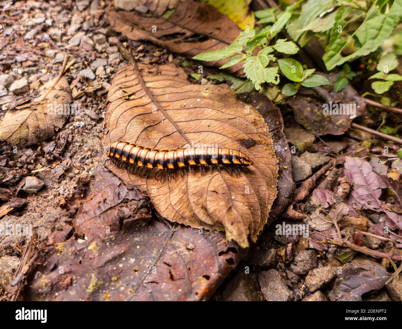 Brown yellow caterpillar or centipede runs over a brown leaf. Seen in