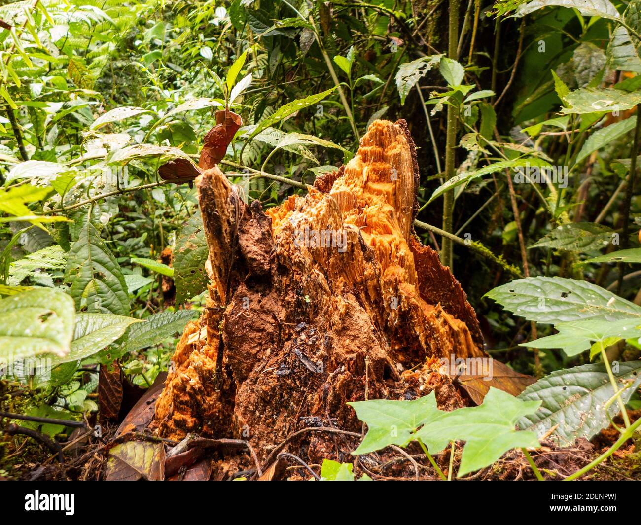 A tree stump rotted in the rainforest of Costa Rica Stock Photo