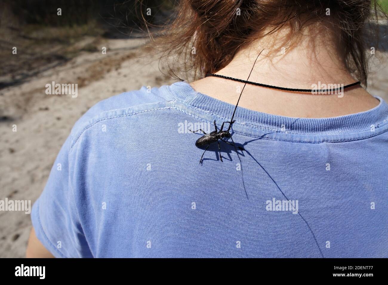 large black beetle with a long mustache sitting on a female back. Insect fauna, longhorn beetles, Monochamus urussovi, Cerambycidae Stock Photo