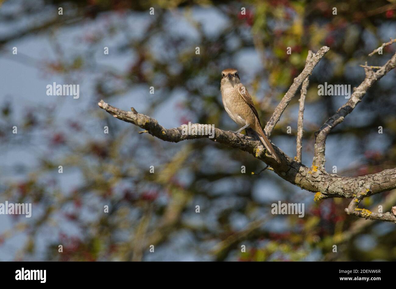 Brown Shrike, Warham Green, Norfolk Stock Photo