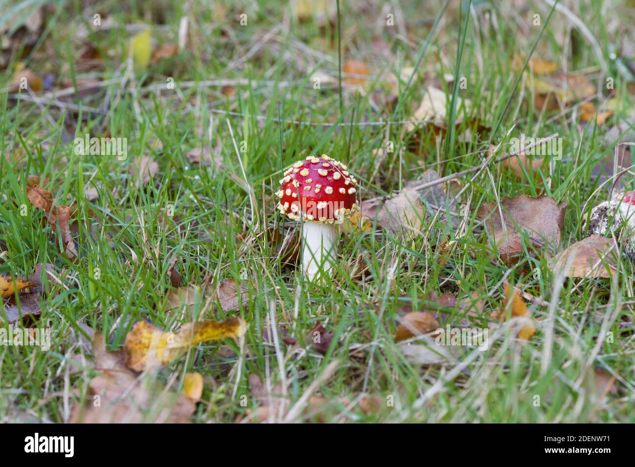 Fly Agaric, Foxley Wood, Norfolk Stock Photo