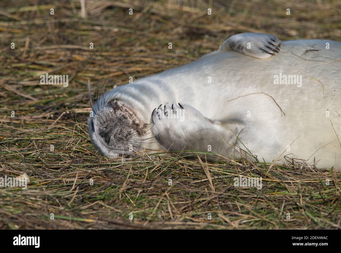 Grey Seal pup, Donna Nook, Lincolnshire Stock Photo