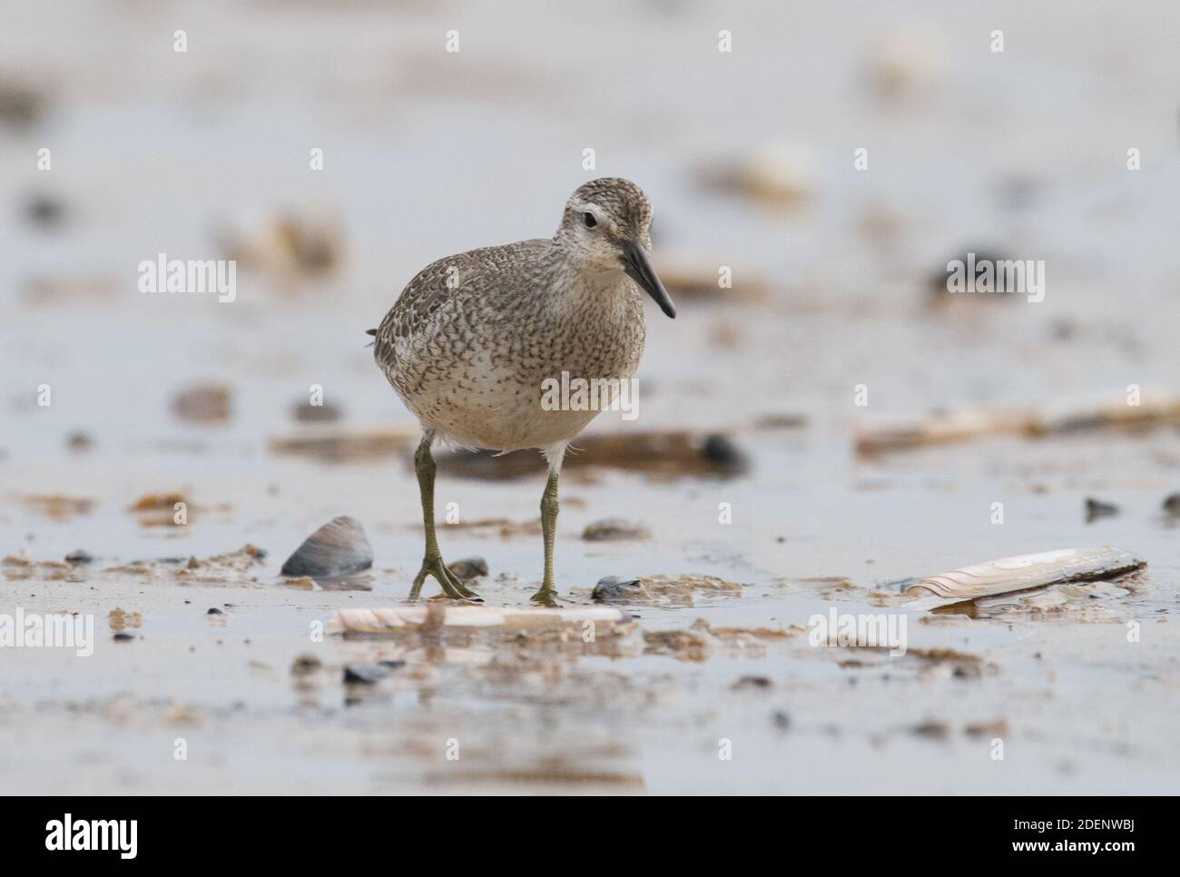 Knot, Titchwell beach, Norfolk Stock Photo