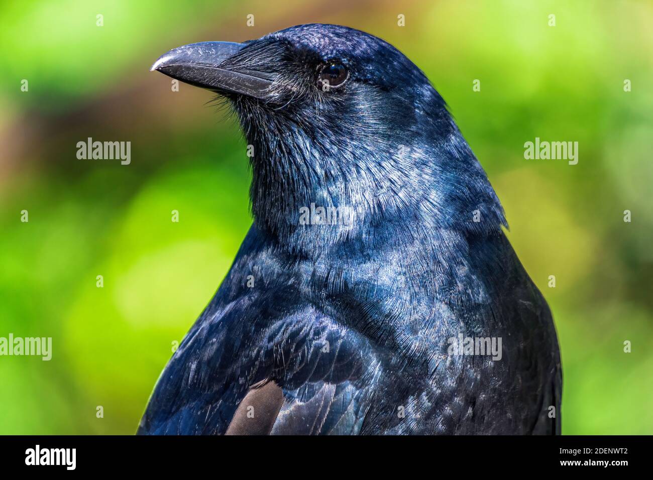 Fish crow (Corvus ossifragus) closeup - Davie, Florida, USA Stock Photo