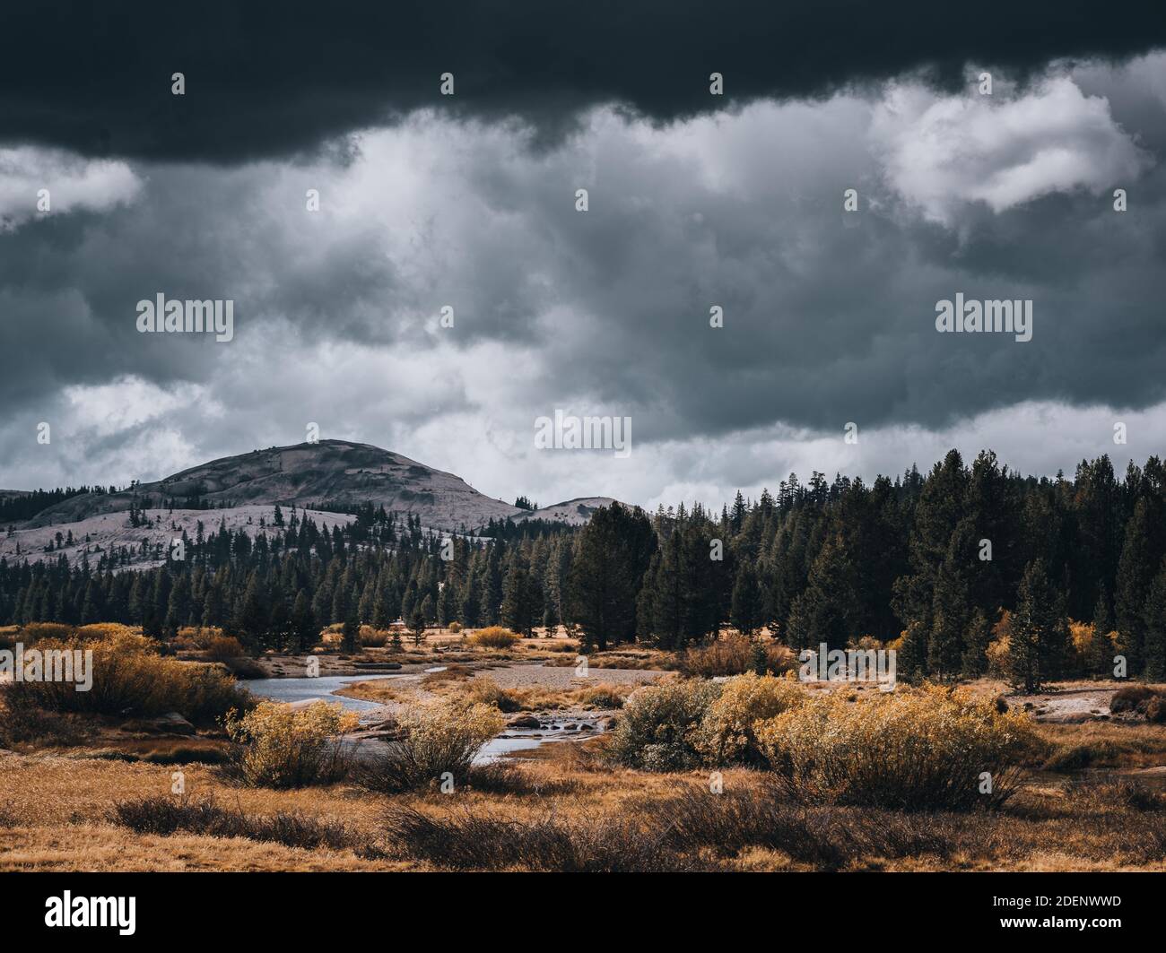 A river, autumn foliage, pine trees and a mountain under dramatic, stormy skies with light shining through the clouds at Tuolumne Meadows in Yosemite Stock Photo