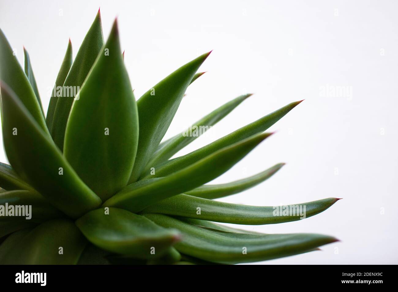 Close-up of green succulent plant isolated on white background. Tranquil and minimalist scene. Space for text Stock Photo