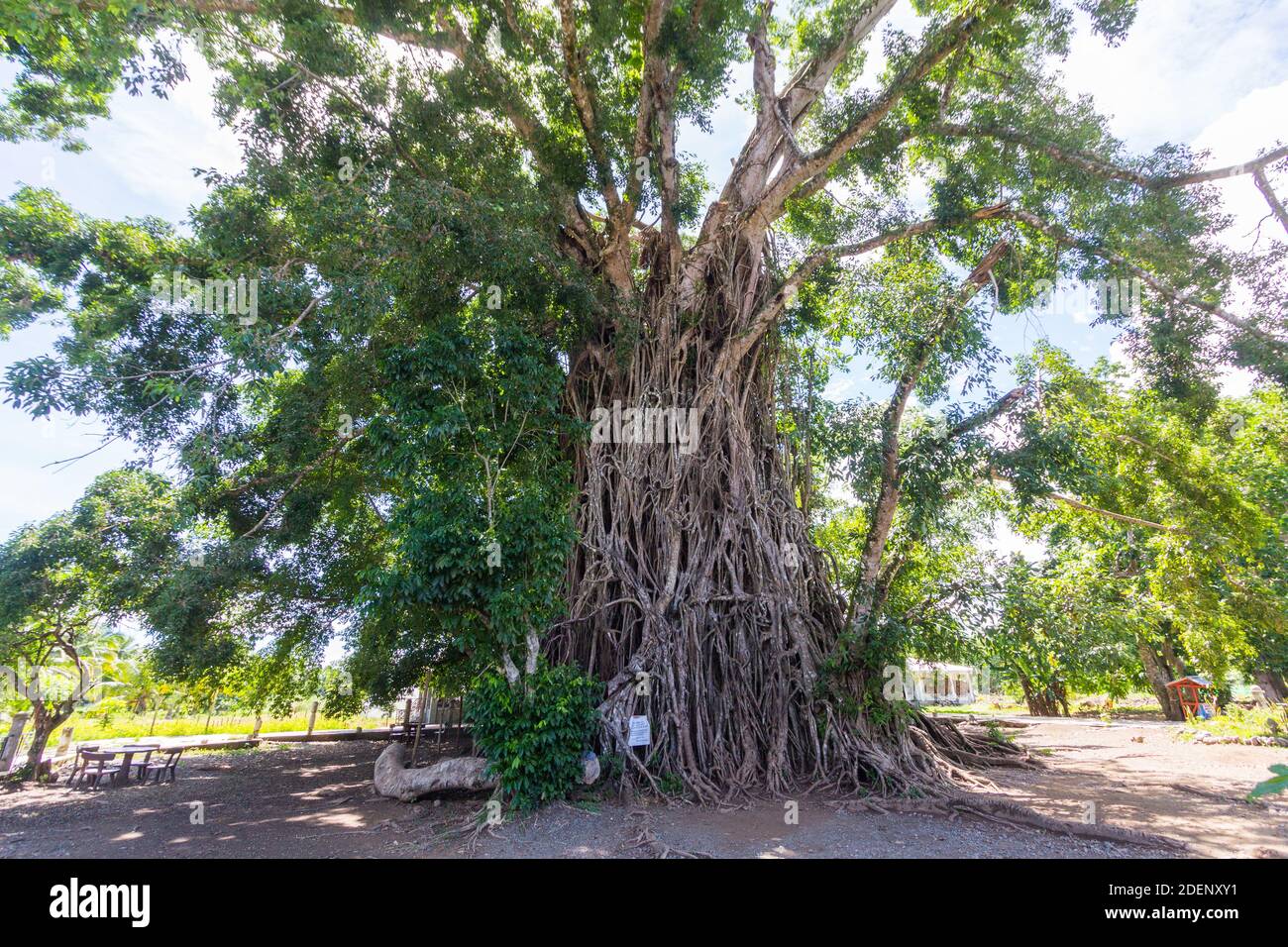 A giant fig tree in Baler, Philippines Stock Photo Alamy